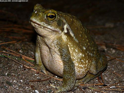 Rhinella arenarum